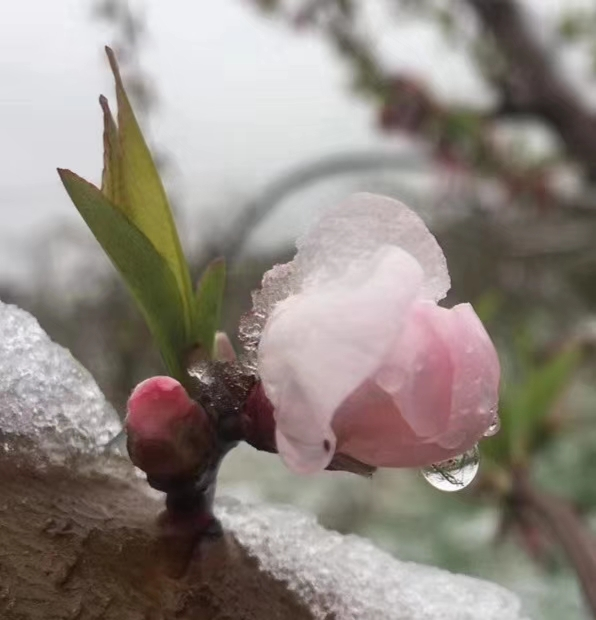 东方文学75桃花盛开的季节不见桃花见雨雪