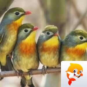 幽兰一箭香(赵放岚)