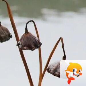 冷雨