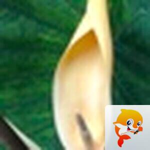এ᭄初ོོྂཾ࿆晓ོྂཾ࿆࿐