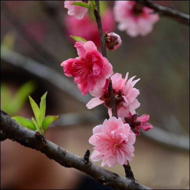 桃花开（图3）