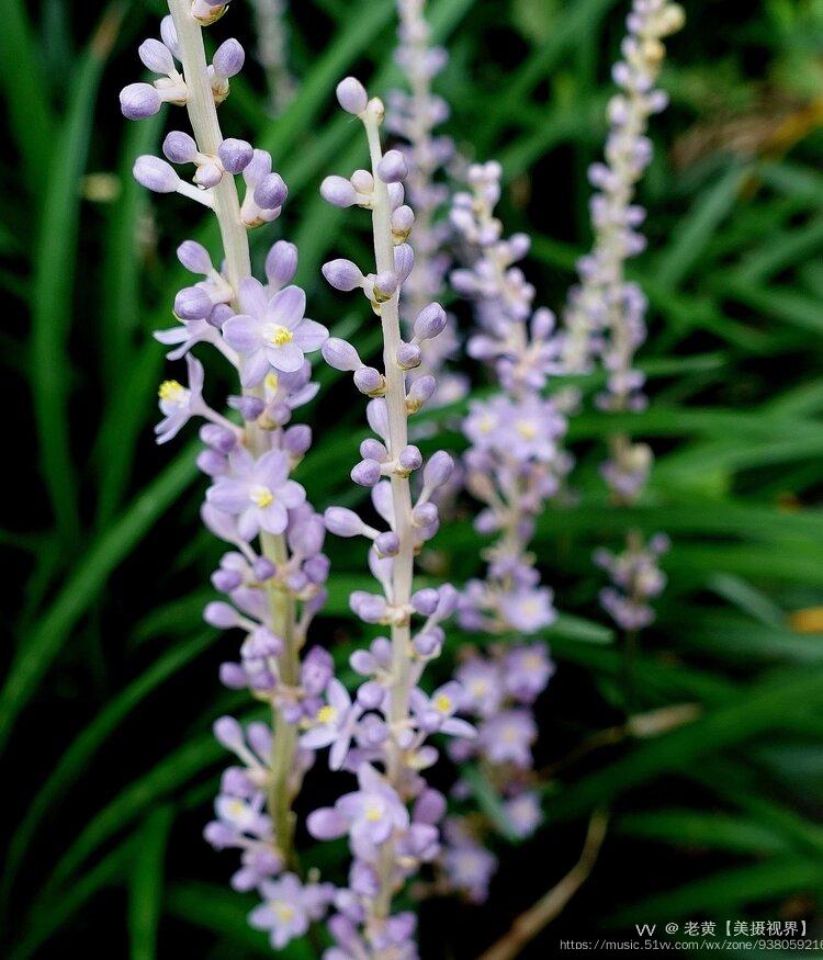 首发麦冬花