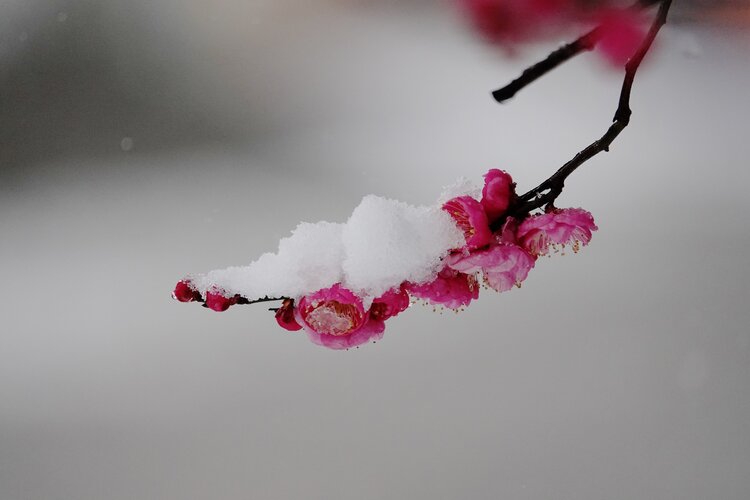 红梅绽放迎雪花