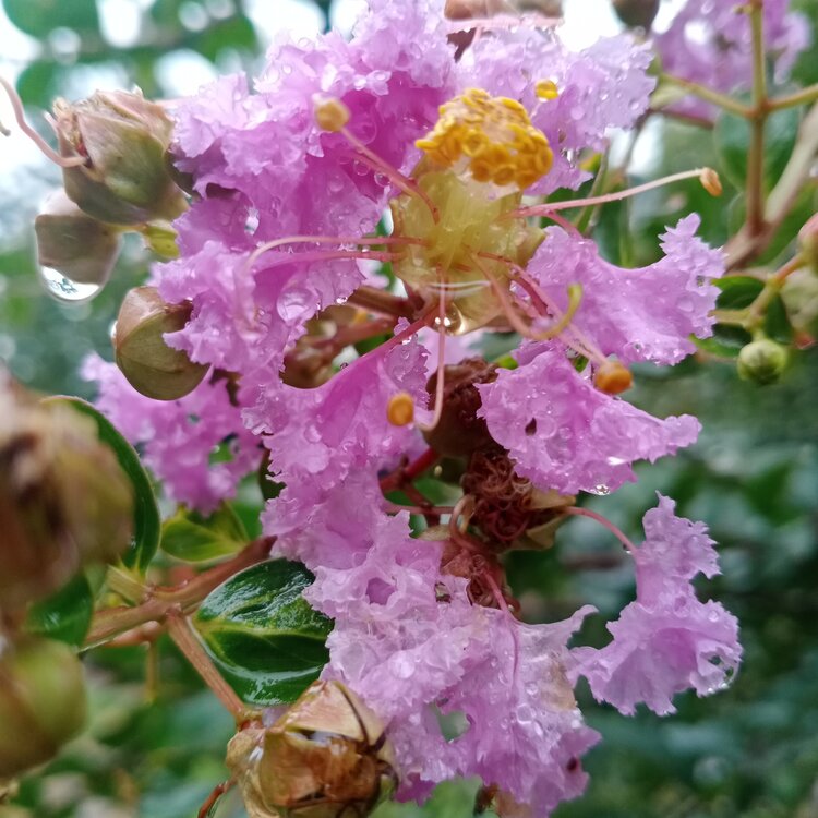 雨中的紫薇花首发