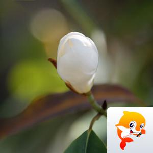 芳草地【美摄视界】