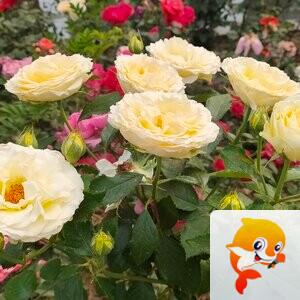 浅笑*安然