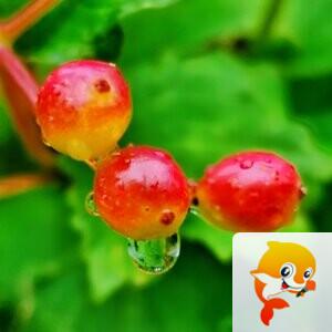 粒说歆语(余拙免聊）