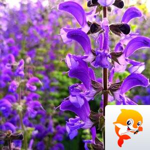 种彩成祥【美摄视界】