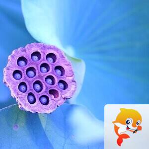 雨花石【美摄视界】