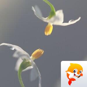 船长
