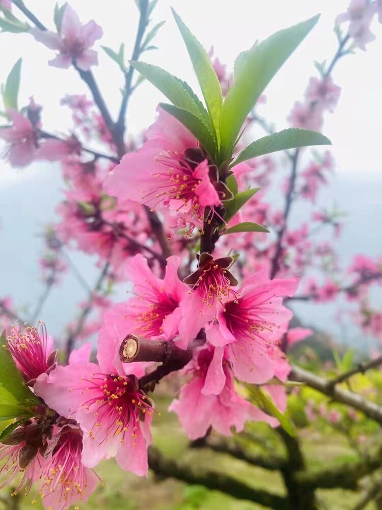 桃花开（图4）