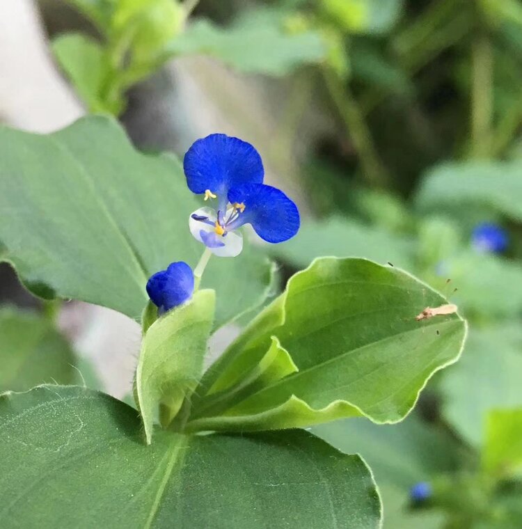 鸭跖草