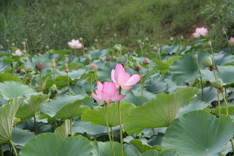 荷花池