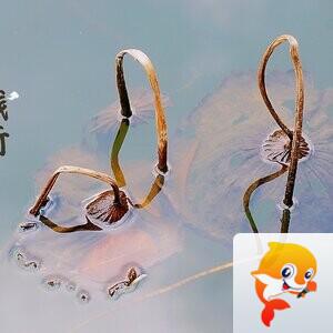 大海【文声汇影】