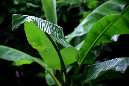 首发雨打芭蕉叶露清