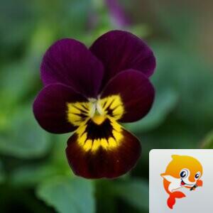 52鹦ꦿོ鹉螺ꦿ【爱花家园】