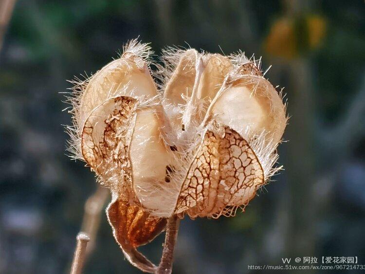 木芙蓉果实首发