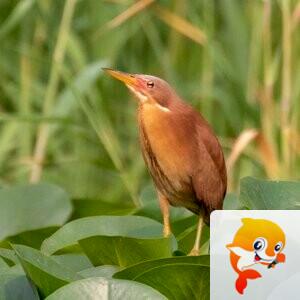 知足常乐【美摄视界】