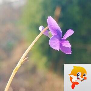 青青子衿【文声汇影】