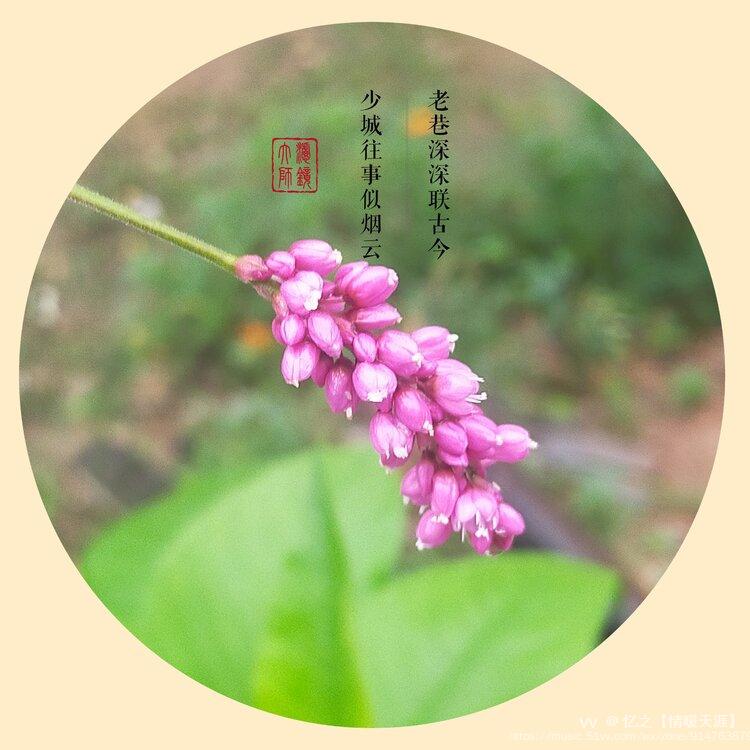 酒曲花摄影首发