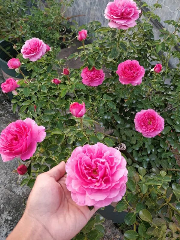 月季花伊芙伯爵