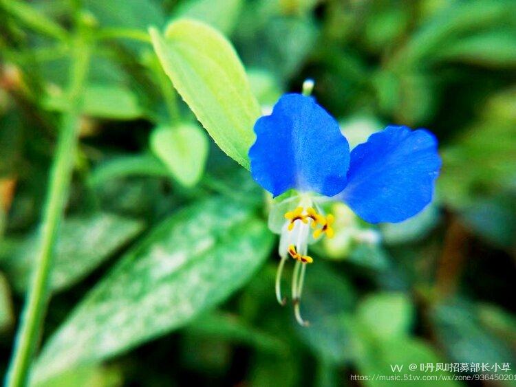 首发鸭拓草