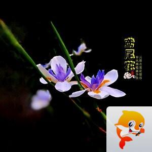 爱小娜