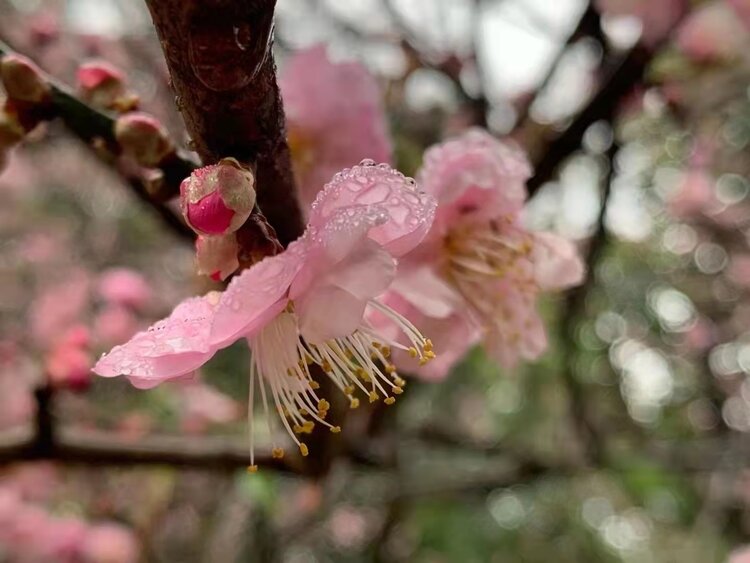 花开元霄正是時（图5）