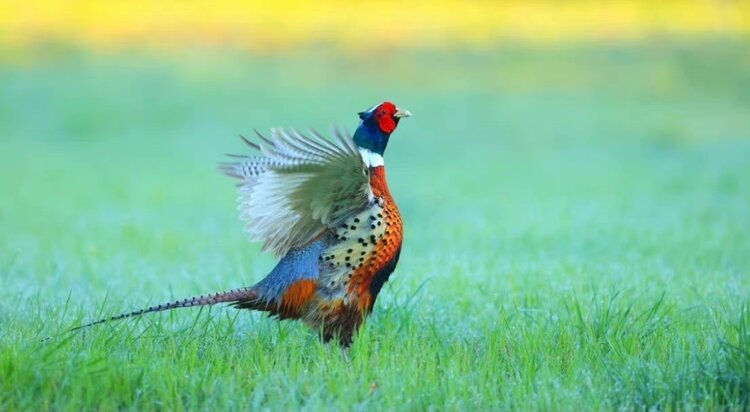 春歌（图5）