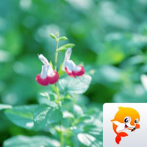 芳草地【美摄视界】