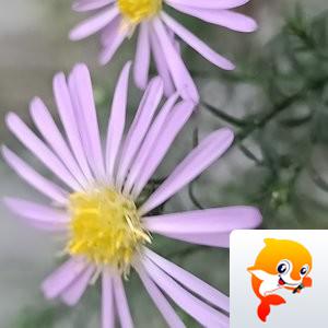 开☆心【爱花家园】