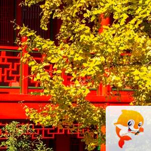 神8🇨🇳🇨🇳🇨🇳