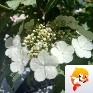 秀水涟漪【爱花家园】