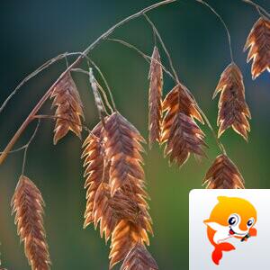 芳草地【美摄视界】
