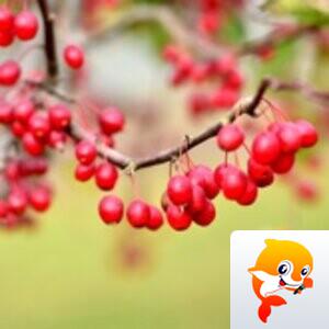 司徒【美摄视界】