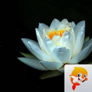 若兰【美摄视界】