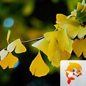 一吨阿婆【爱花家园】