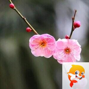 路笛（郑宏涛）