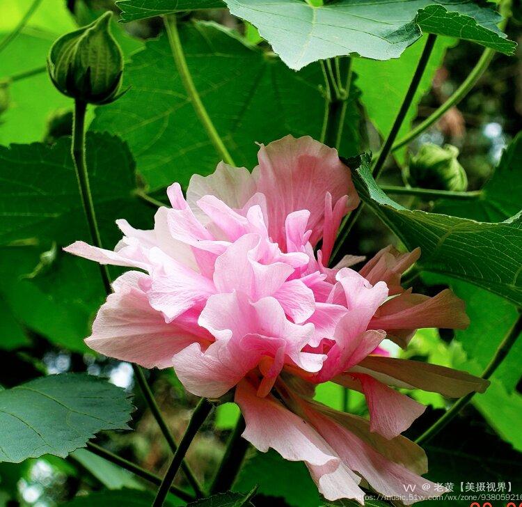 后人敬仰花蕊夫人对爱情的忠贞不渝,尊她为"芙蓉花神,所以芙蓉花又被