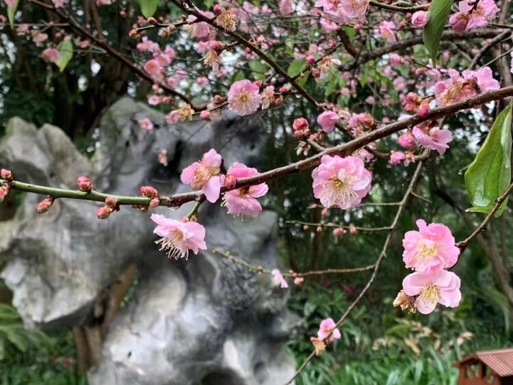 花开元霄正是時（图6）