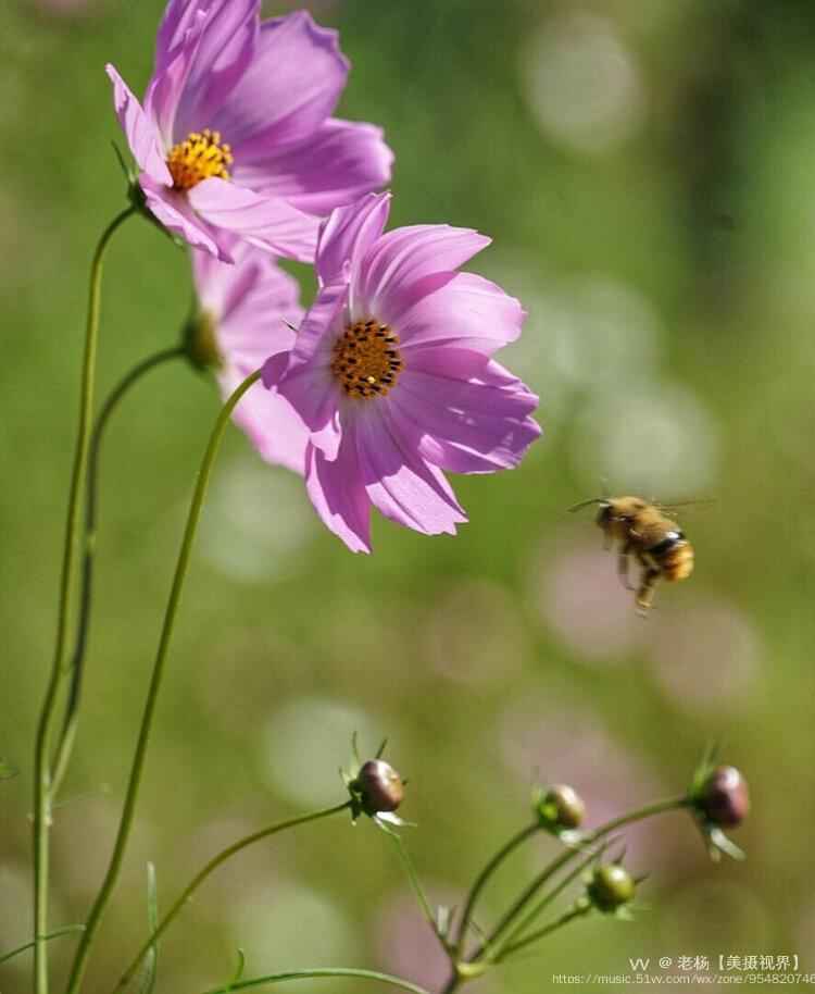 格桑花