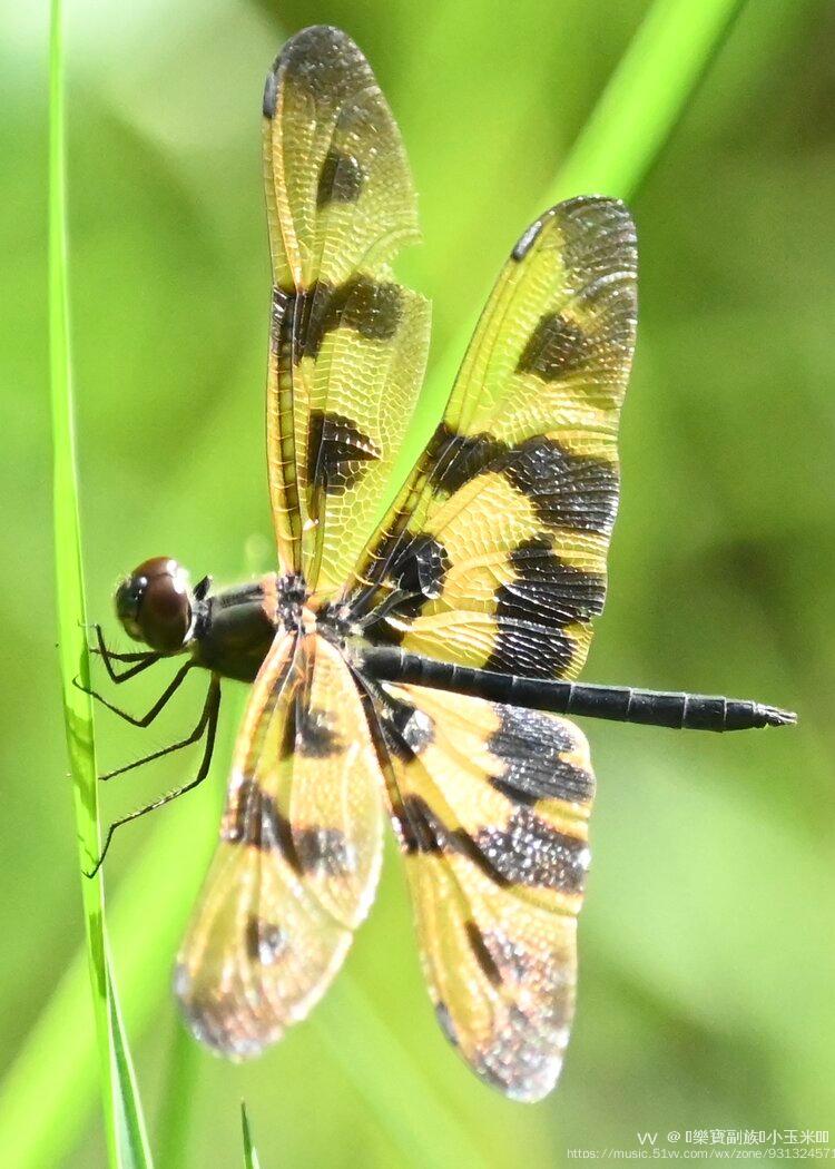 艳丽的蜻蜓