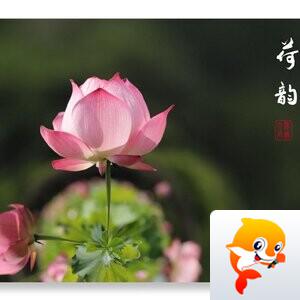 静若幽兰【文声汇影】