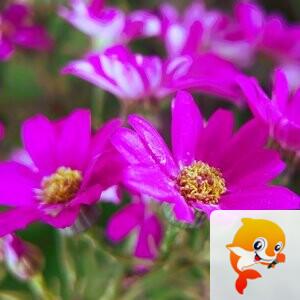✨子柒