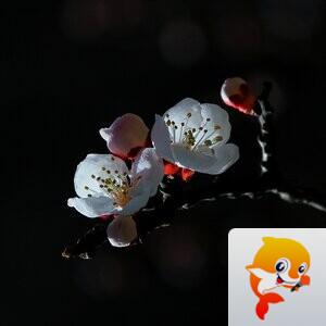 伊莎【朗诵专区】