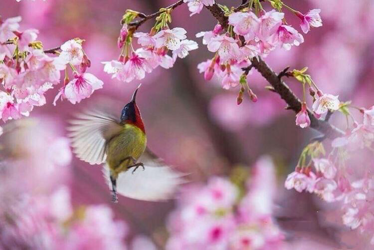 春来花正红（图3）