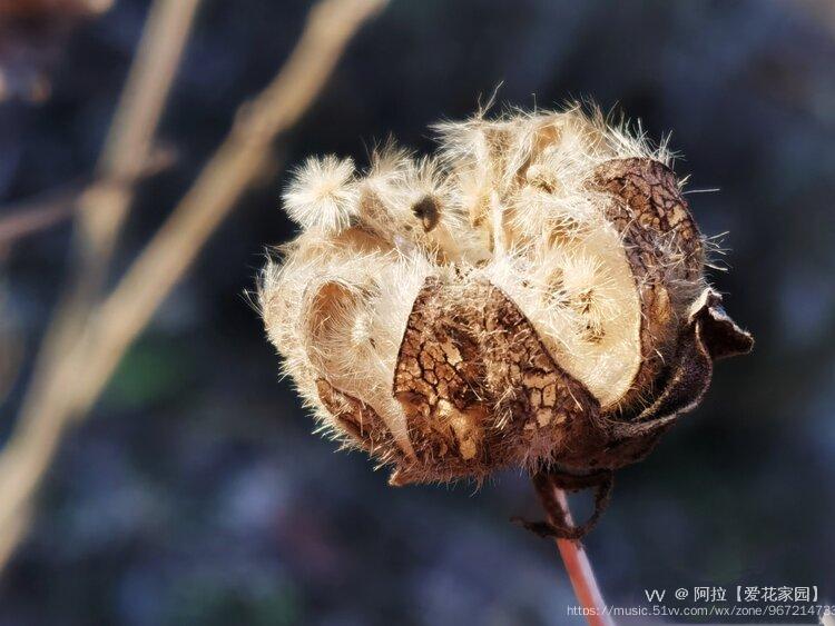 木芙蓉果实首发