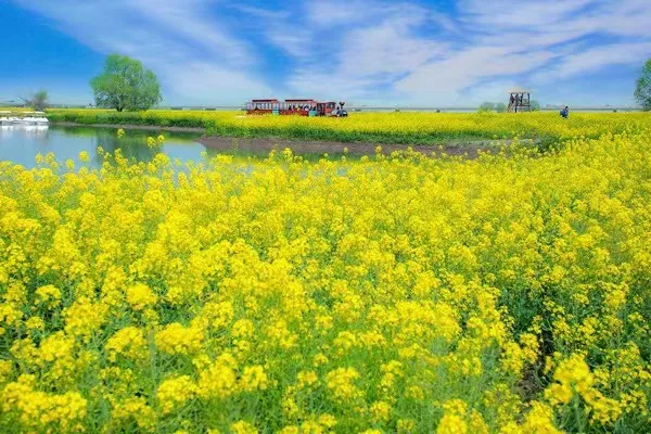 策划:香水百合(精英33群)诵读:一米阳光,小九,云卷云舒,荷花,史跃平