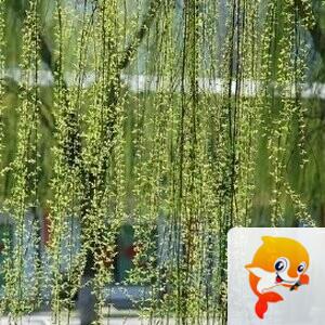 秀水涟漪【爱花家园】