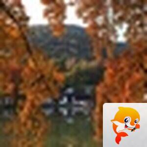 王雪峰（山东）